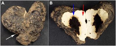 Armillaria mellea Symbiosis Drives Metabolomic and Transcriptomic Changes in Polyporus umbellatus Sclerotia